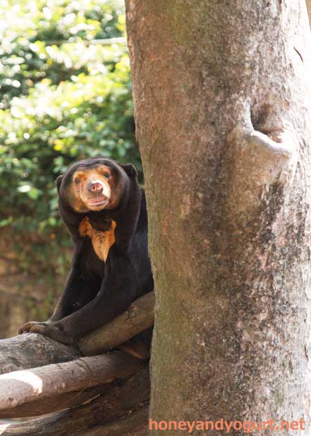 上野動物園 マレーグマ キョウコ