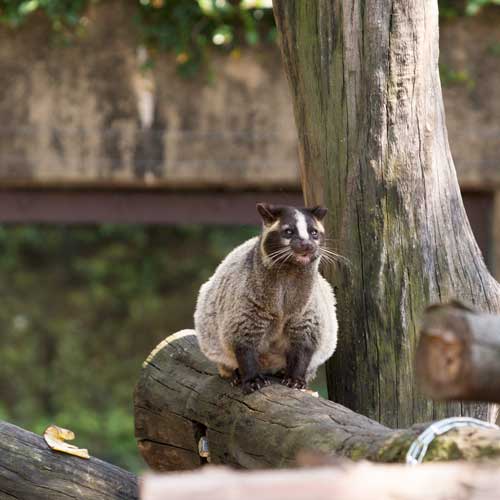 上野動物園 マレーグマ舎