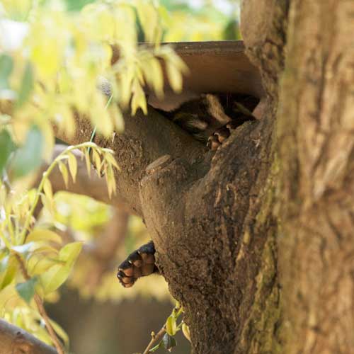 上野動物園 マレーグマ舎
