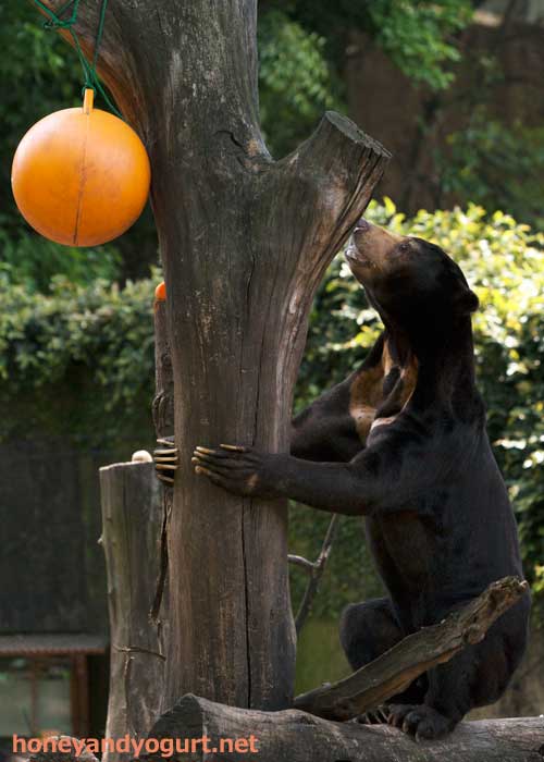 上野動物園 マレーグマ アズマ