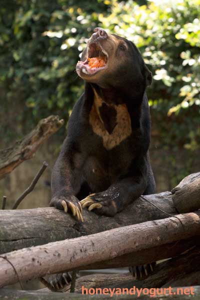 上野動物園 マレーグマ アズマ