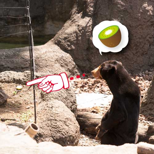 上野動物園 マレーグマ キョウコ