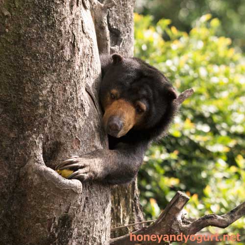 上野動物園 マレーグマ モモコ