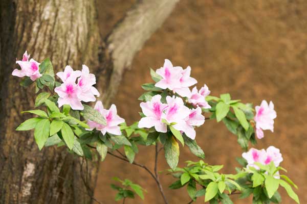 上野動物園　園内