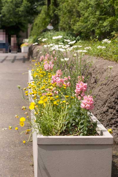 上野動物園　クマたちの丘