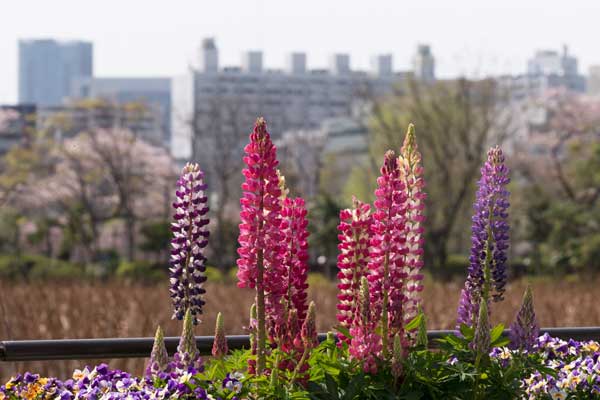 上野動物園　園内