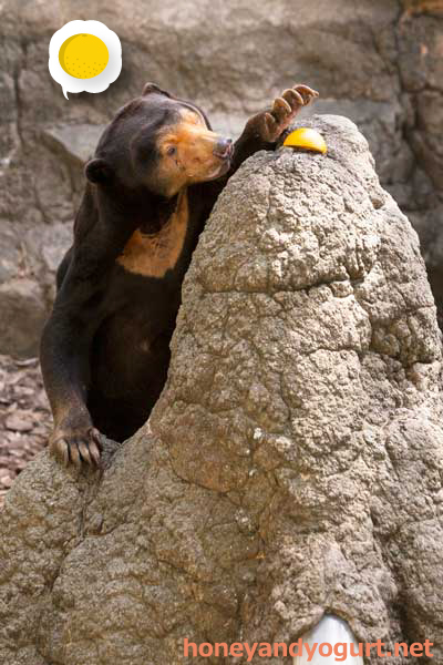 上野動物園 マレーグマ キョウコ