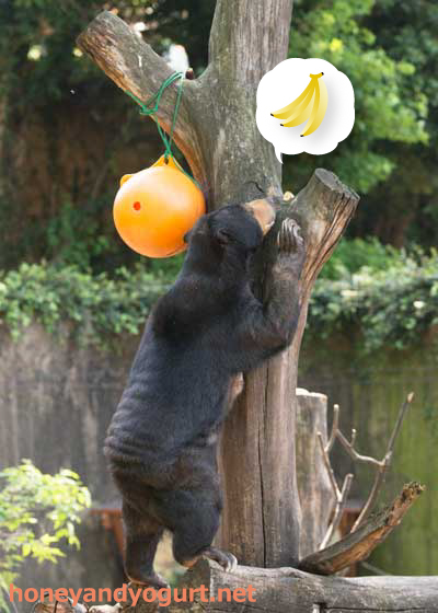 上野動物園 マレーグマ モモコ