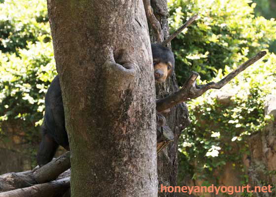 上野動物園 マレーグマ モモコ