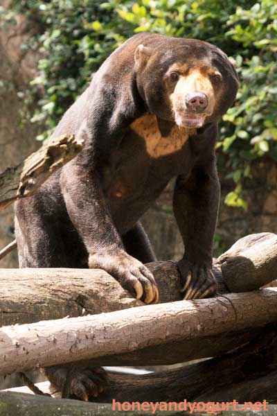 上野動物園　マレーグマ　アズマ