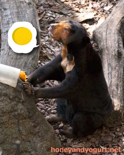 上野動物園　マレーグマ　キョウコ