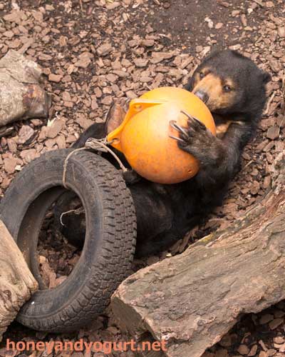 上野動物園　マレーグマ　モモコ