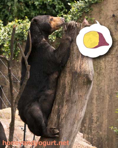 上野動物園　マレーグマ　モモコ