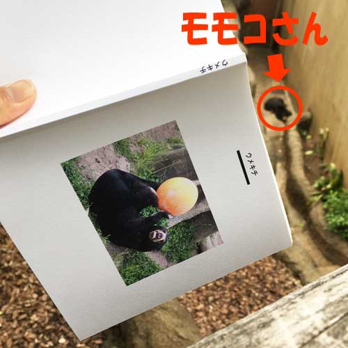 上野動物園　マレーグマ　モモコ