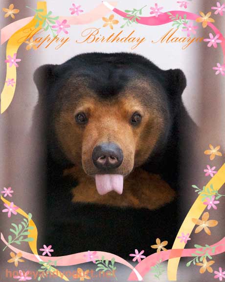 徳山動物園　マレーグマ　マーヤ