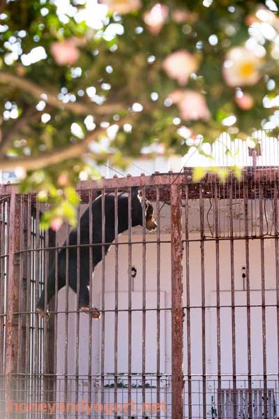 徳山動物園　マレーグマ　マーヤ