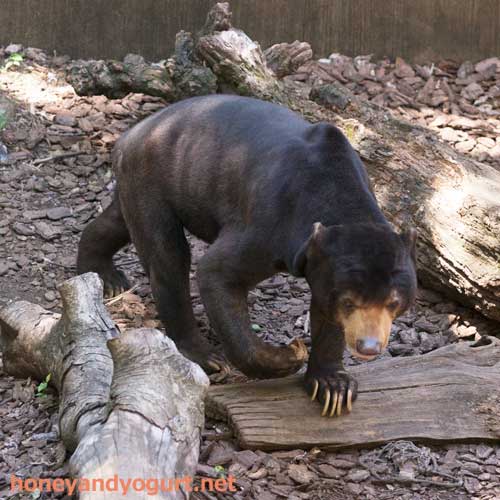 上野動物園 マレーグマ アズマ