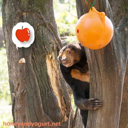 上野動物園 マレーグマ キョウコ