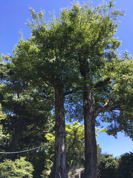 上野動物園 マレーグマ舎
