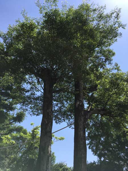 上野動物園 マレーグマ舎