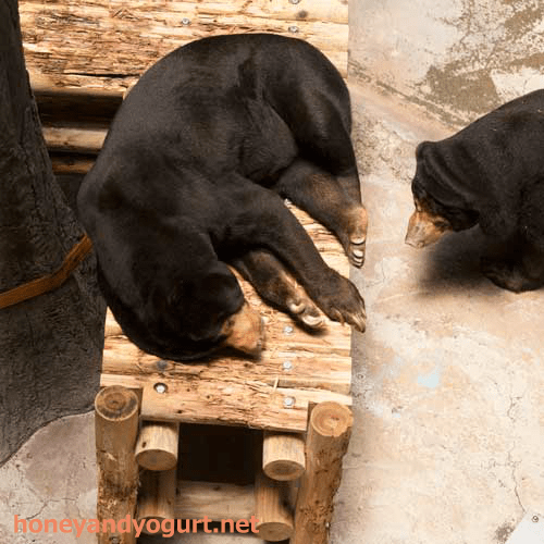 のいち動物公園　マレーグマ　ワンピイ　タオチイ