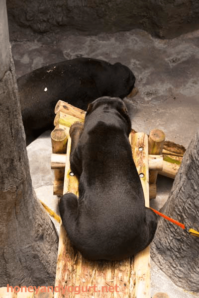 のいち動物公園　マレーグマ　ワンピイ　タオチイ