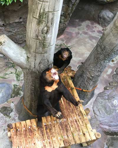 のいち動物公園　マレーグマ　ワンピイ　タオチイ