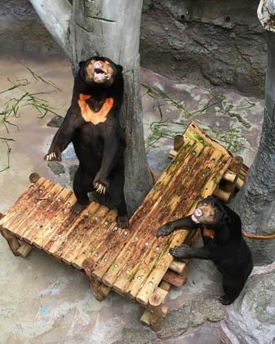 のいち動物公園　マレーグマ　ワンピイ　タオチイ