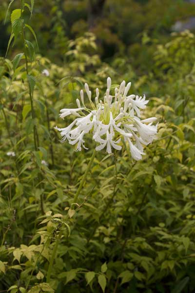 上野動物園 園内