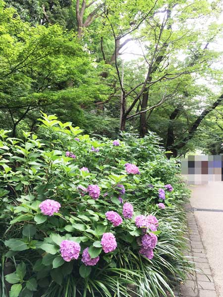 上野公園 桜並木
