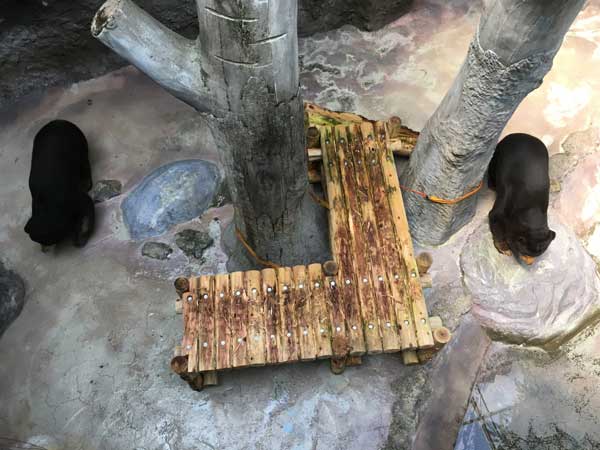 のいち動物公園　ワンピイ　タオチイ