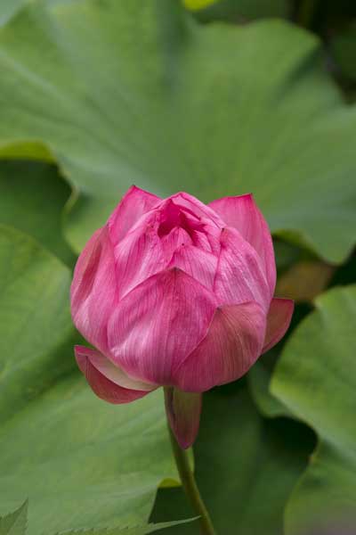 上野動物園 不忍池