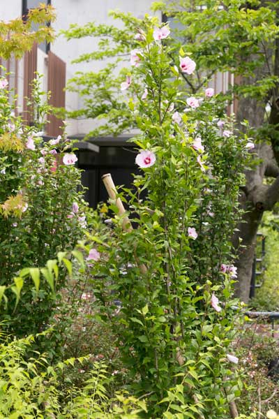 上野動物園 園内