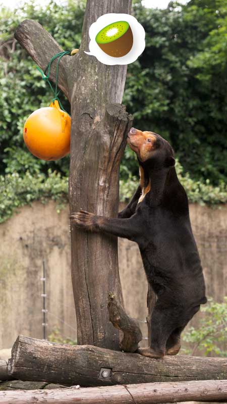 上野動物園 マレーグマ キョウコ