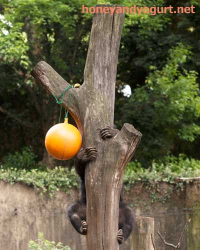 上野動物園 マレーグマ モモコ