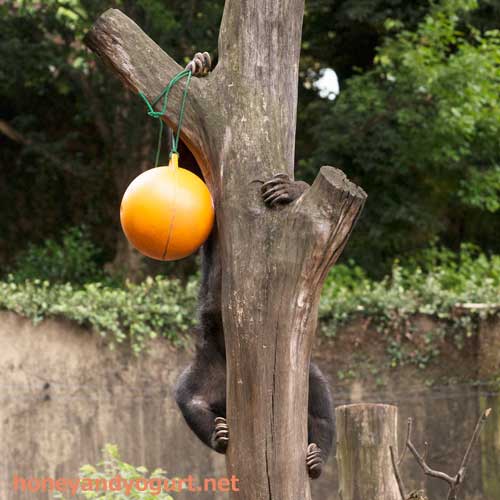 上野動物園 マレーグマ モモコ