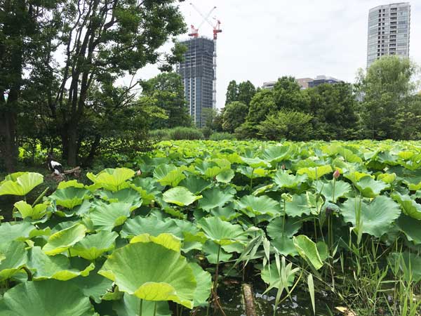 上野動物園 不忍池