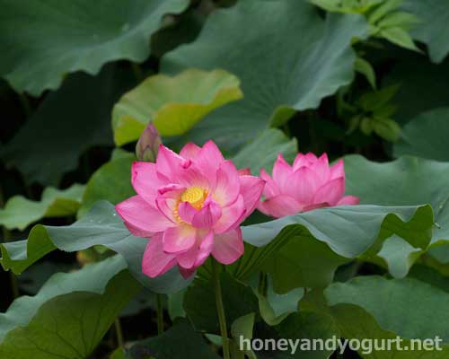 上野動物園 園内