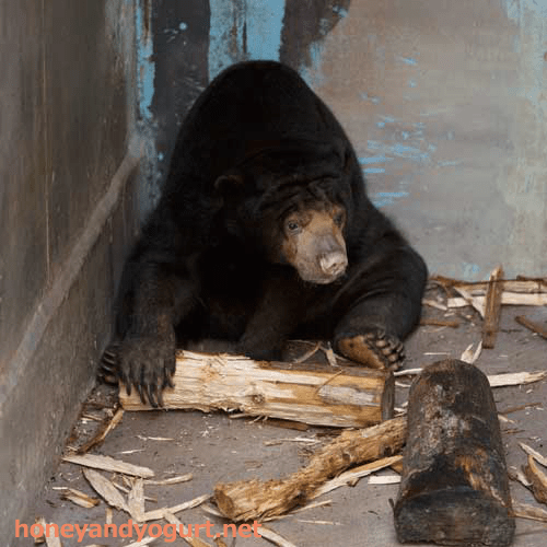 のいち動物公園　マレーグマ　タオチイ