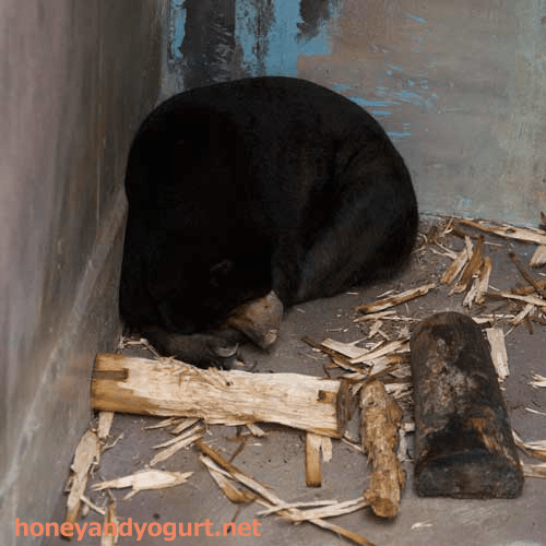 のいち動物公園　マレーグマ　タオチイ
