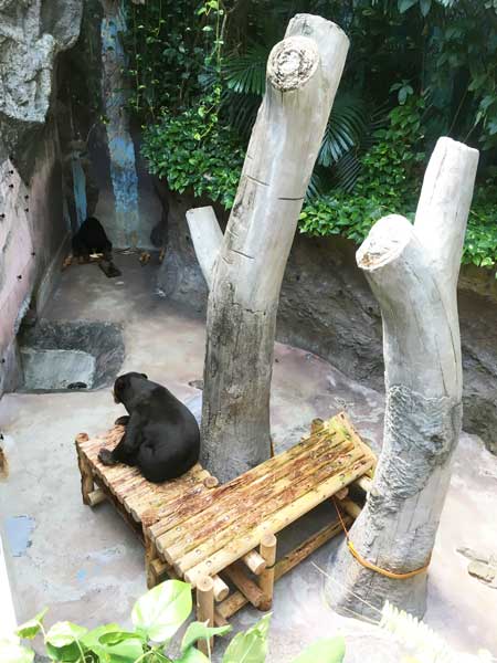 のいち動物公園　マレーグマ　ワンピイ　タオチイ