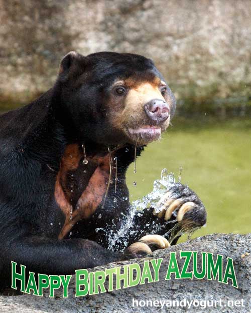 上野動物園　マレーグマ　アズマ