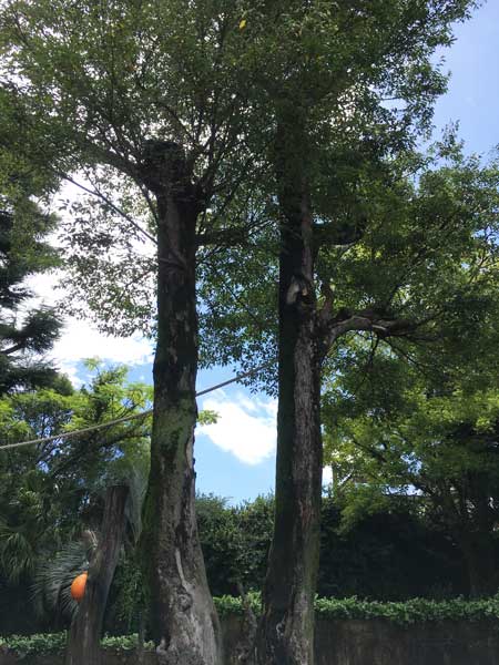 上野動物園　マレーグマ舎