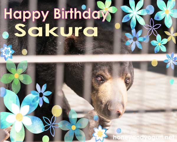 遊亀公園附属動物園 マレーグマ サクラ