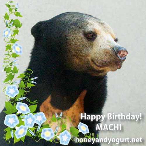 福岡市動物園 マレーグマ マチ