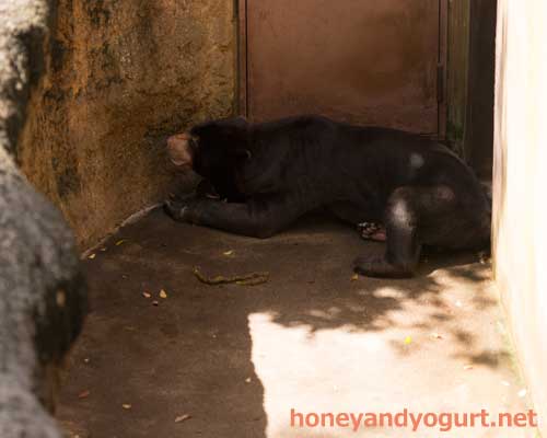 上野動物園　マレーグマ　アズマ