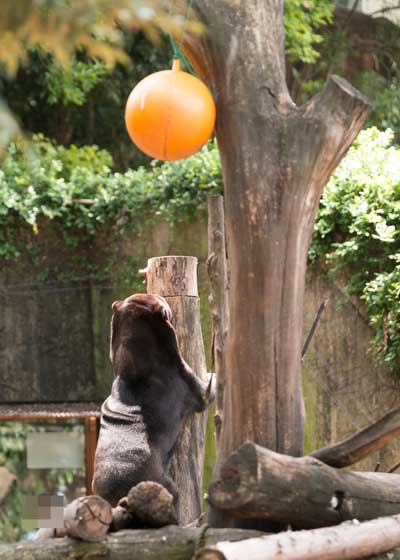上野動物園　マレーグマ　キョウコ