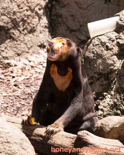 上野動物園　マレーグマ　キョウコ