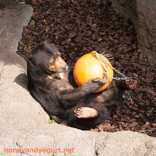 上野動物園　マレーグマ　モモコ