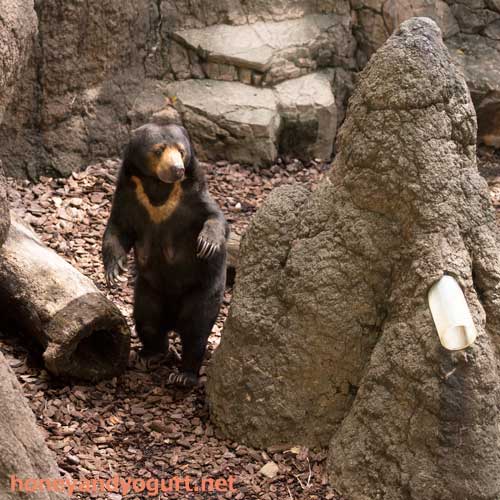 上野動物園　マレーグマ　モモコ